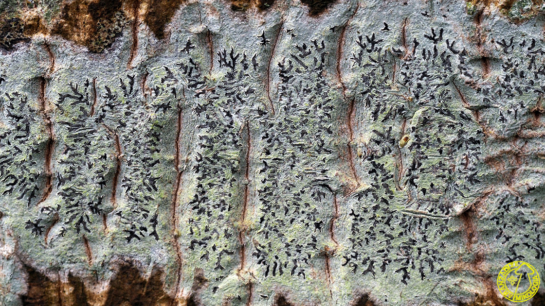 Phaeographis dendritica
