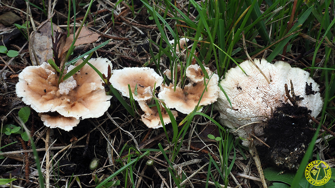 Abortiporus biennis
