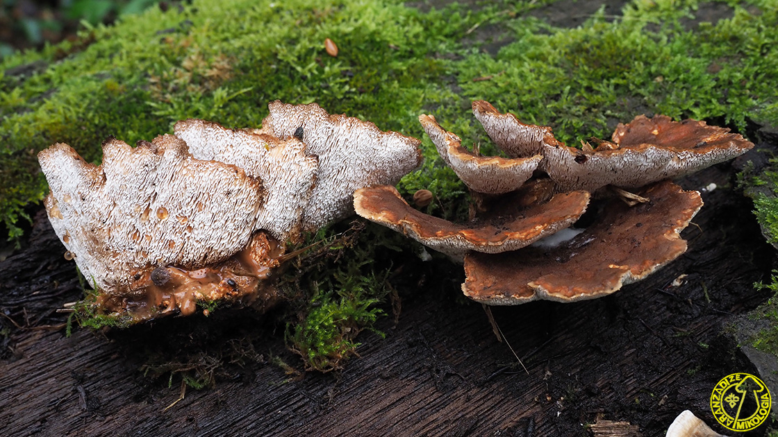 Abortiporus biennis