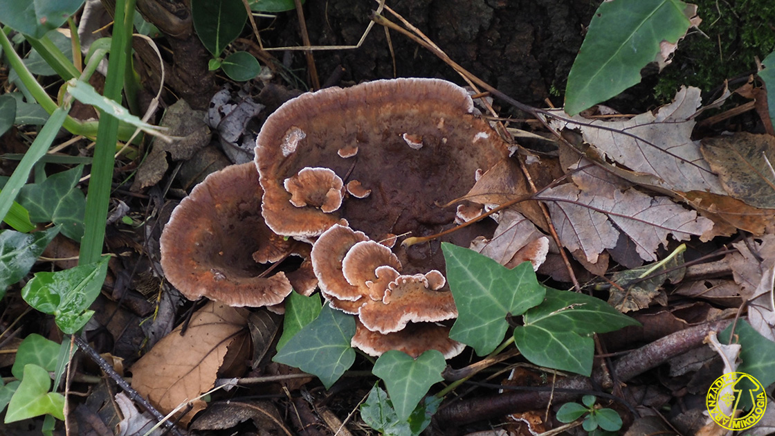 Abortiporus biennis