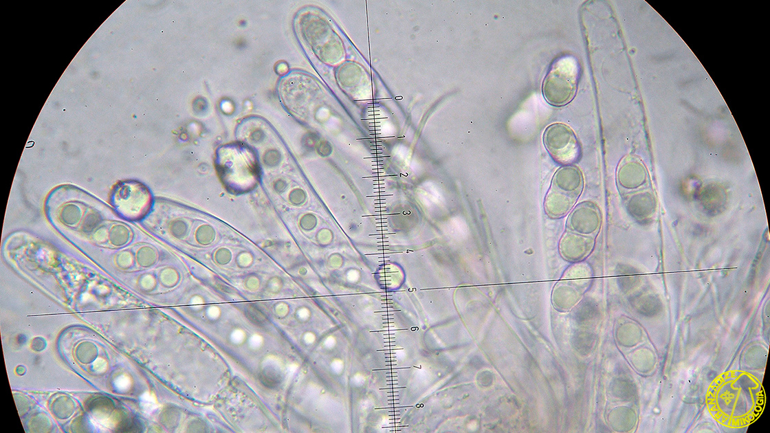 Acrocordia cavata