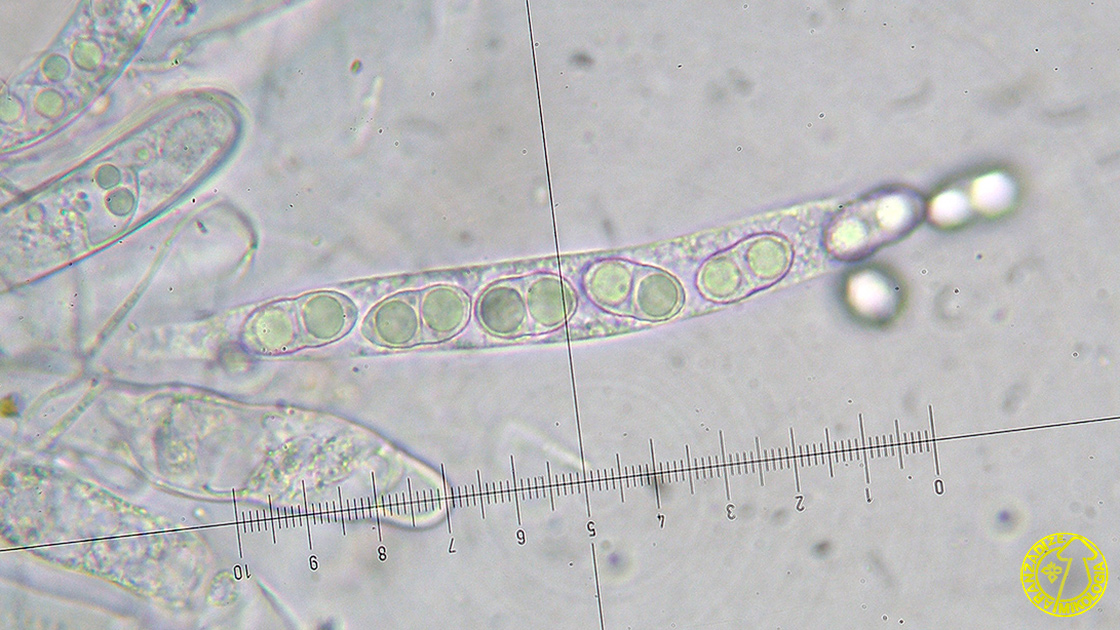 Acrocordia cavata