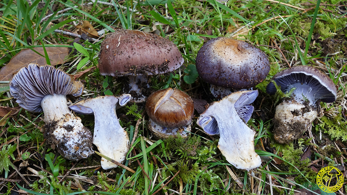 Cortinarius variecolor