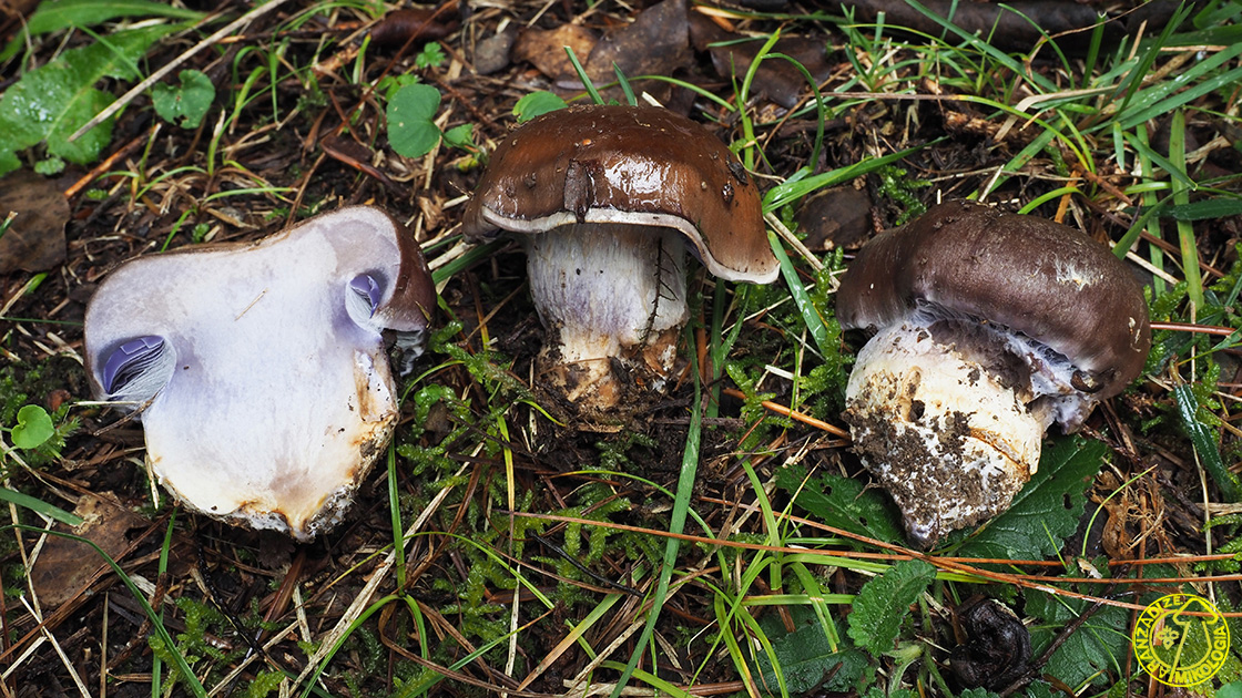 Cortinarius variecolor