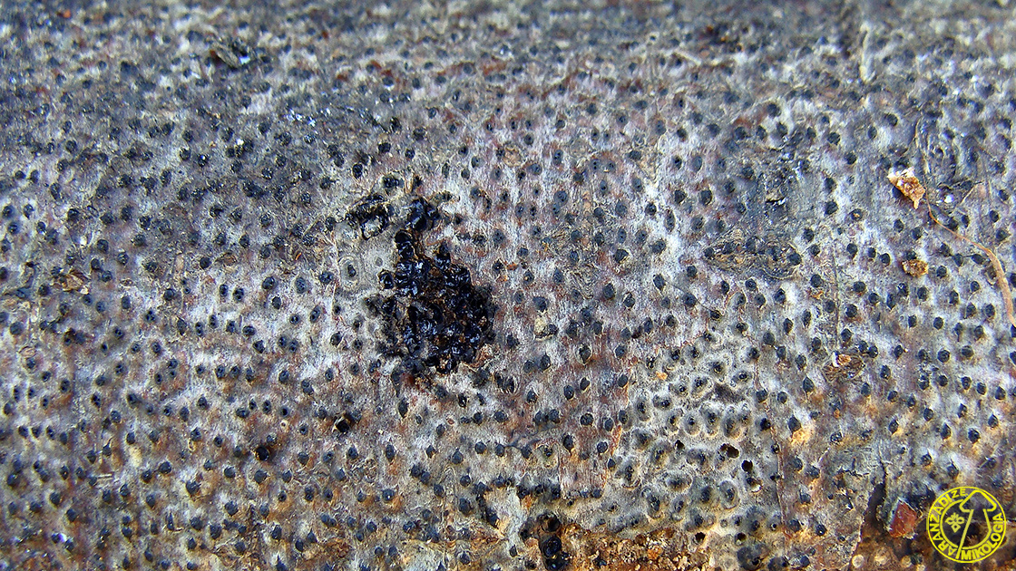 Eutypella quaternata