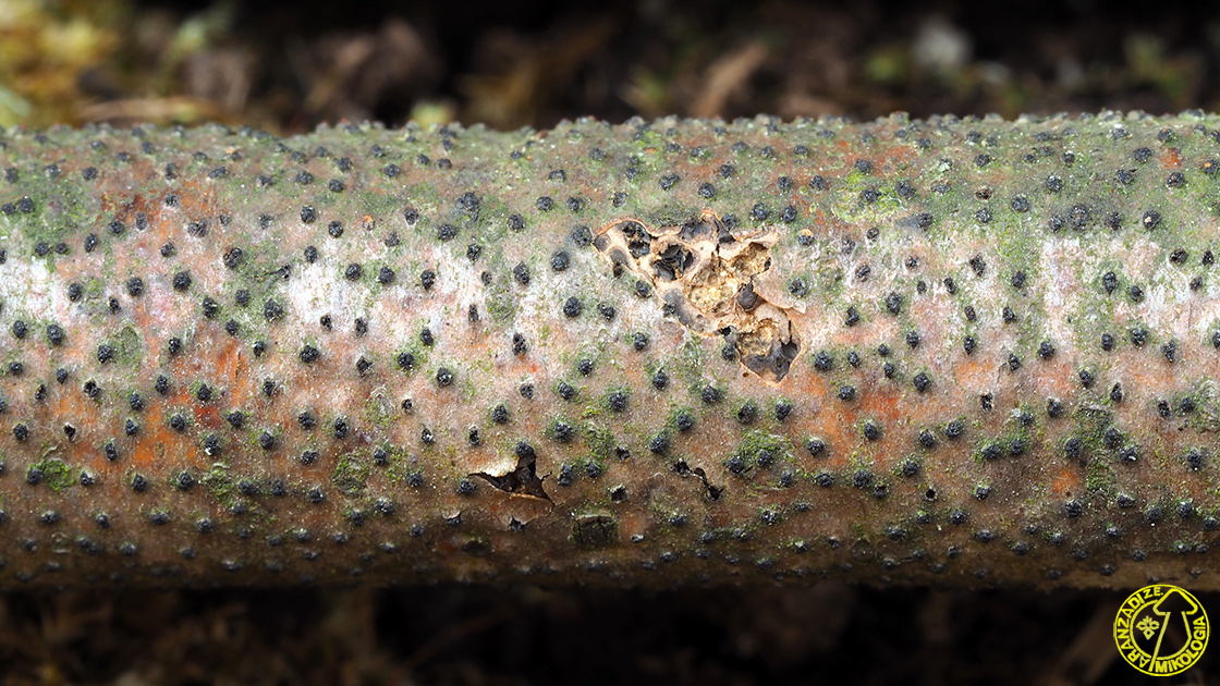Eutypella quaternata