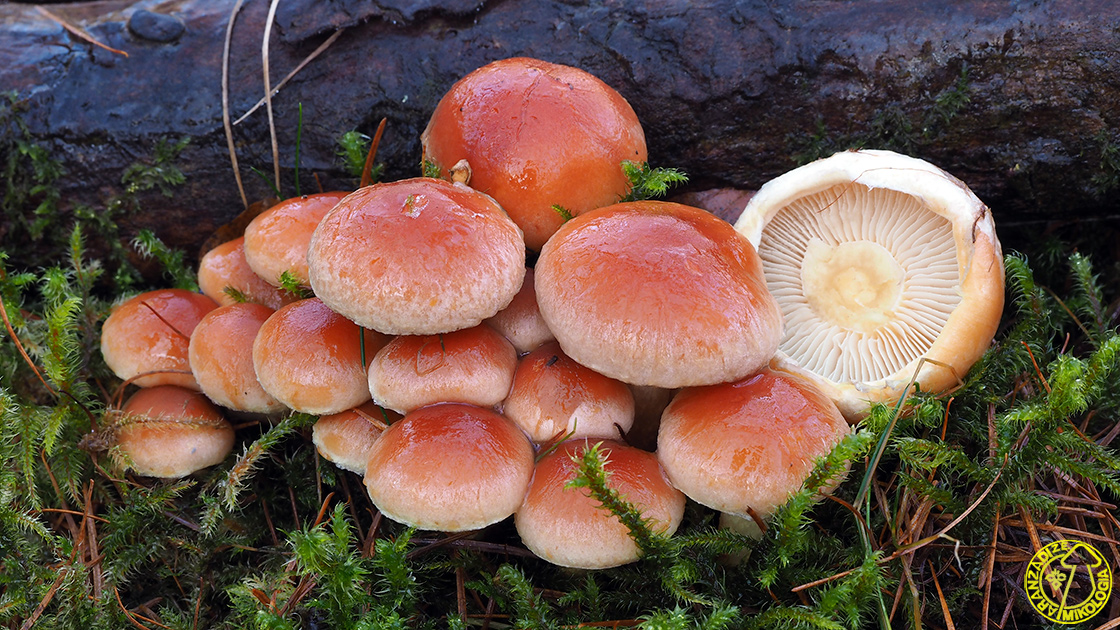 Hypholoma Lateritium Aranzadi Zientzia Elkartea Hypholoma Lateritium Aranzadi Zientzia Elkartea