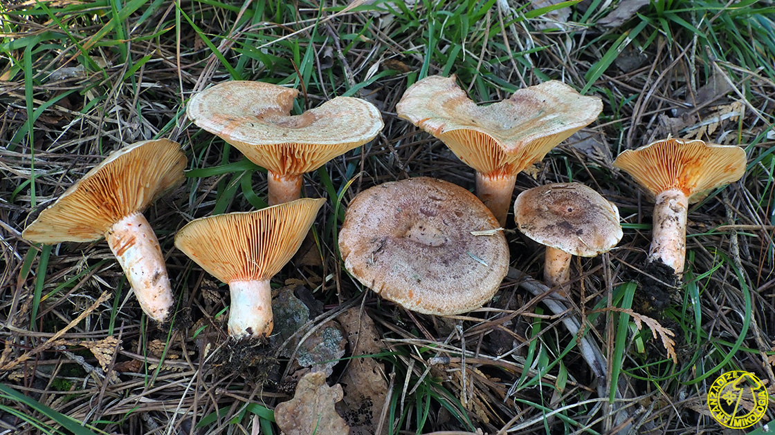 Lactarius quieticolor