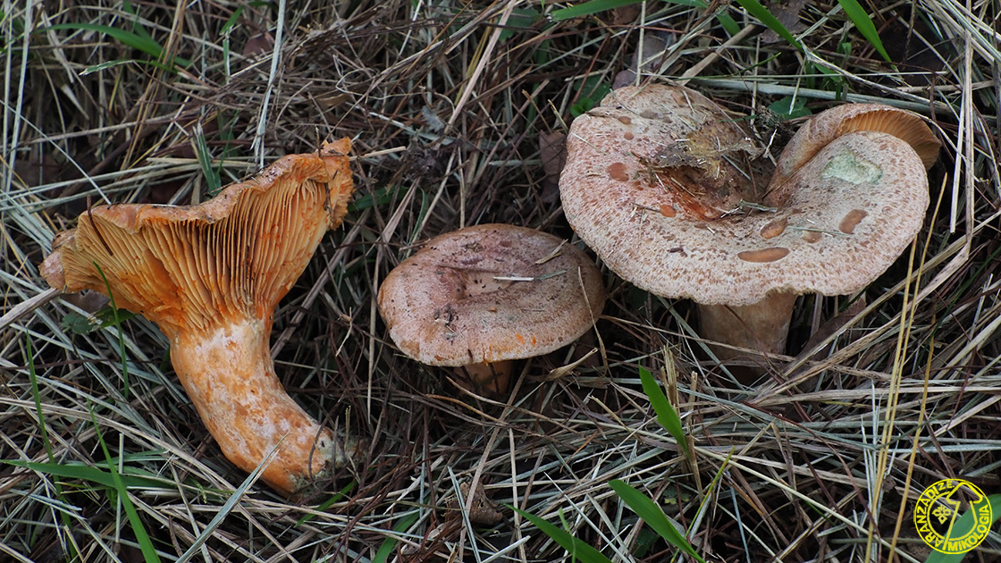 Lactarius quieticolor