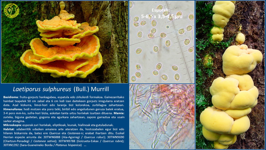 Laetiporus sulphureus