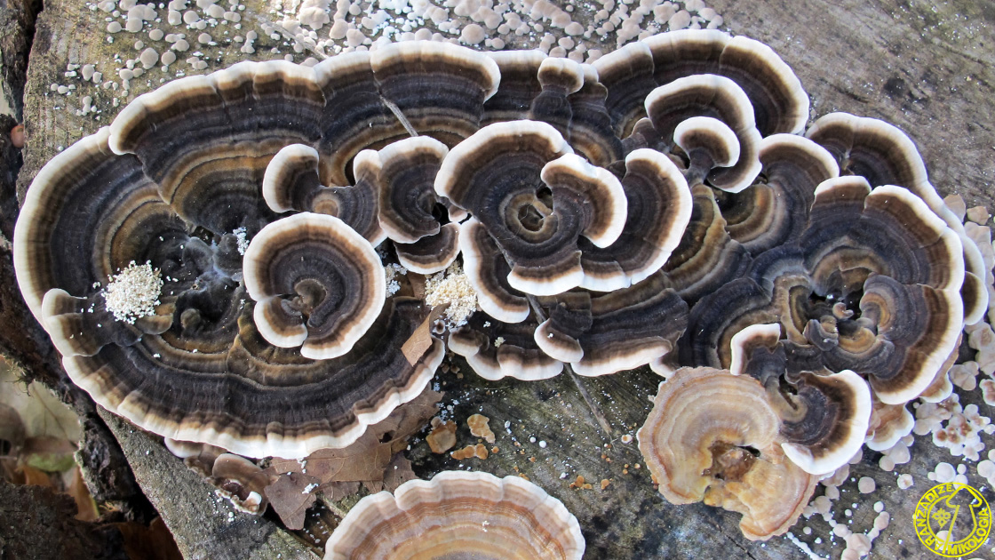 Trametes versicolor