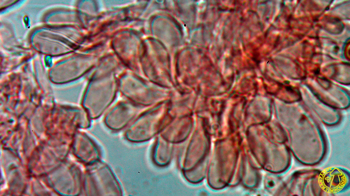 Agaricus coniferarum