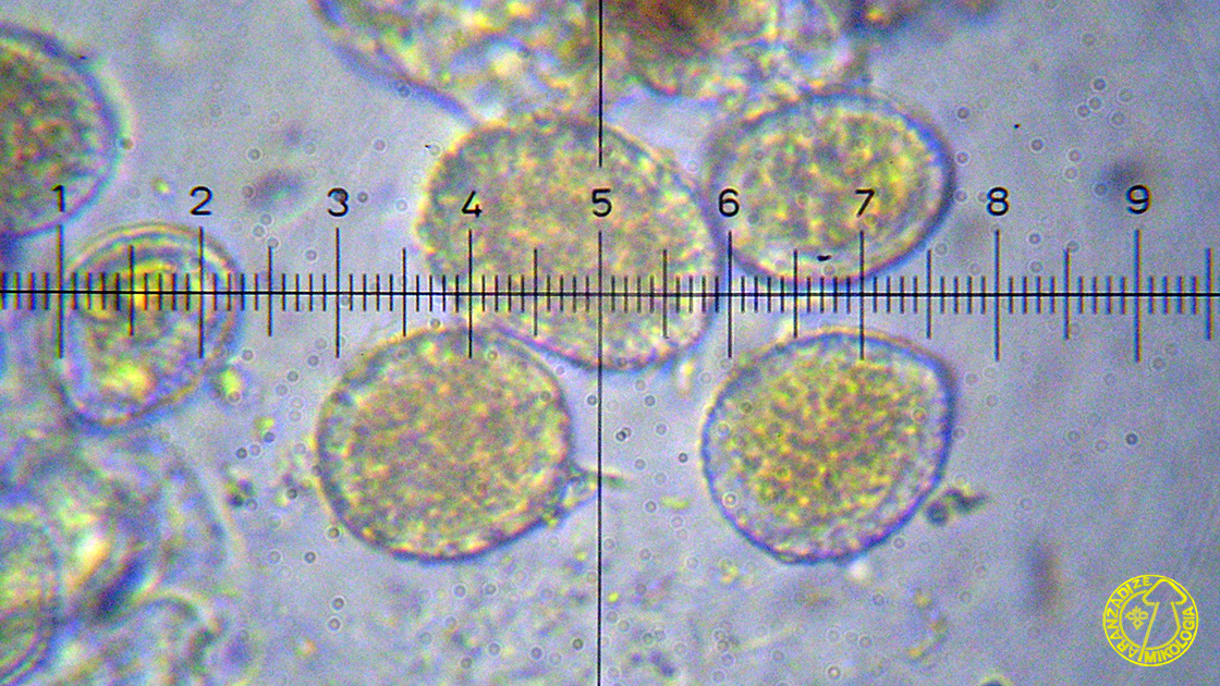 Melampsora hypericorum
