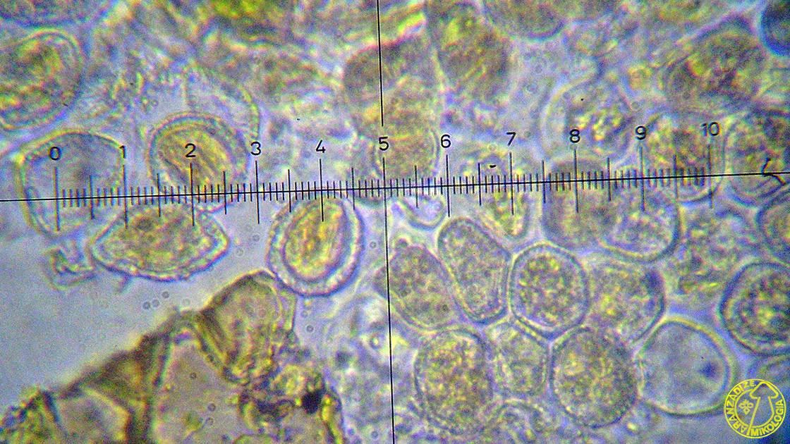 Melampsora hypericorum