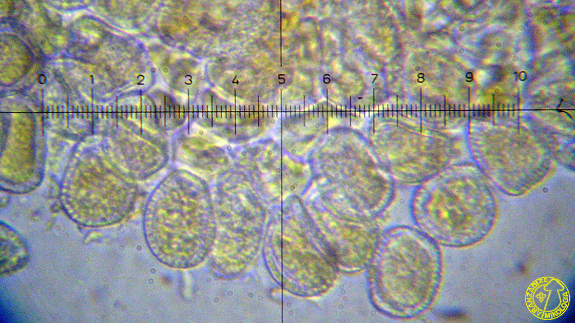 Melampsora hypericorum