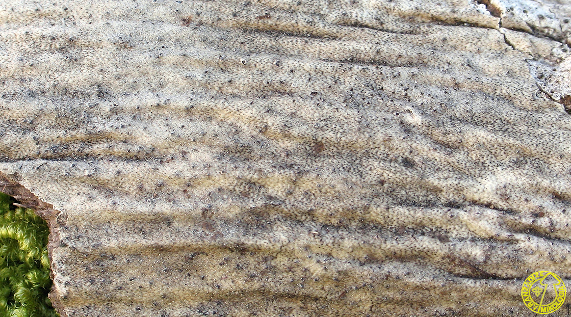 Montagnula phragmospora