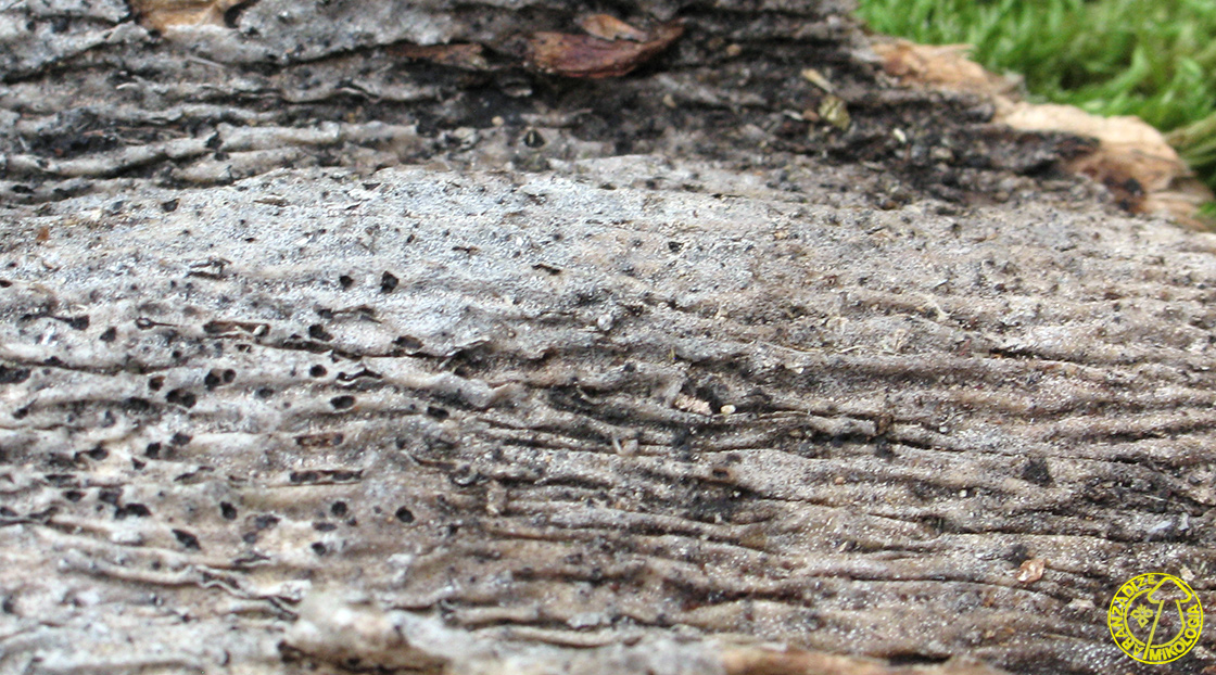 Montagnula phragmospora