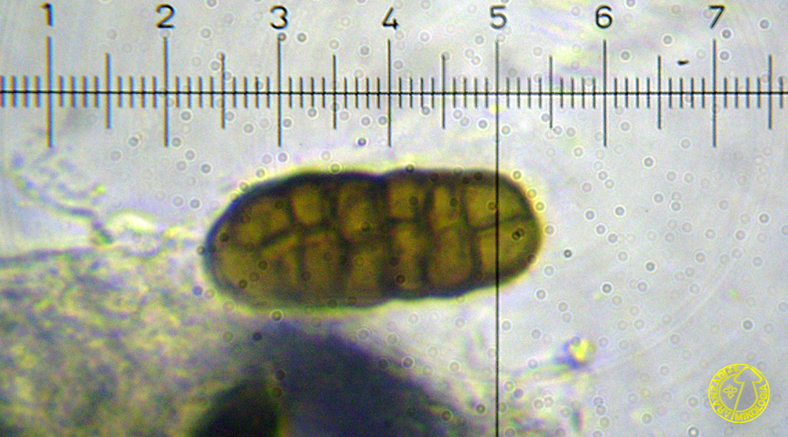 Montagnula phragmospora