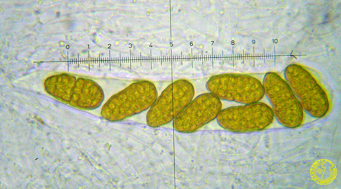 Montagnula phragmospora