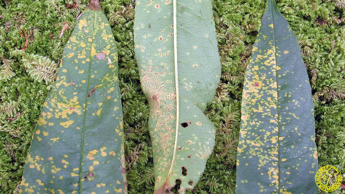 Tranzschelia discolor