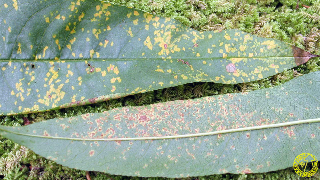 Tranzschelia discolor