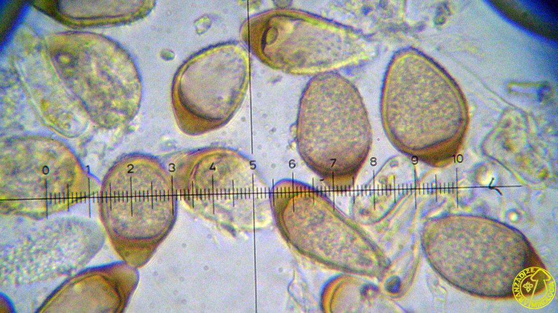 Tranzschelia discolor
