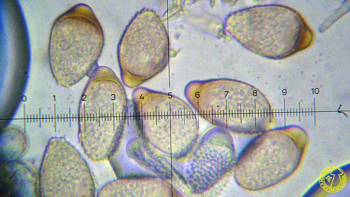 Tranzschelia discolor