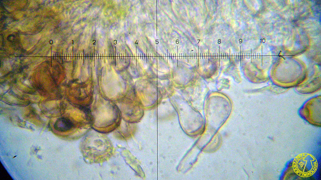 Tranzschelia discolor