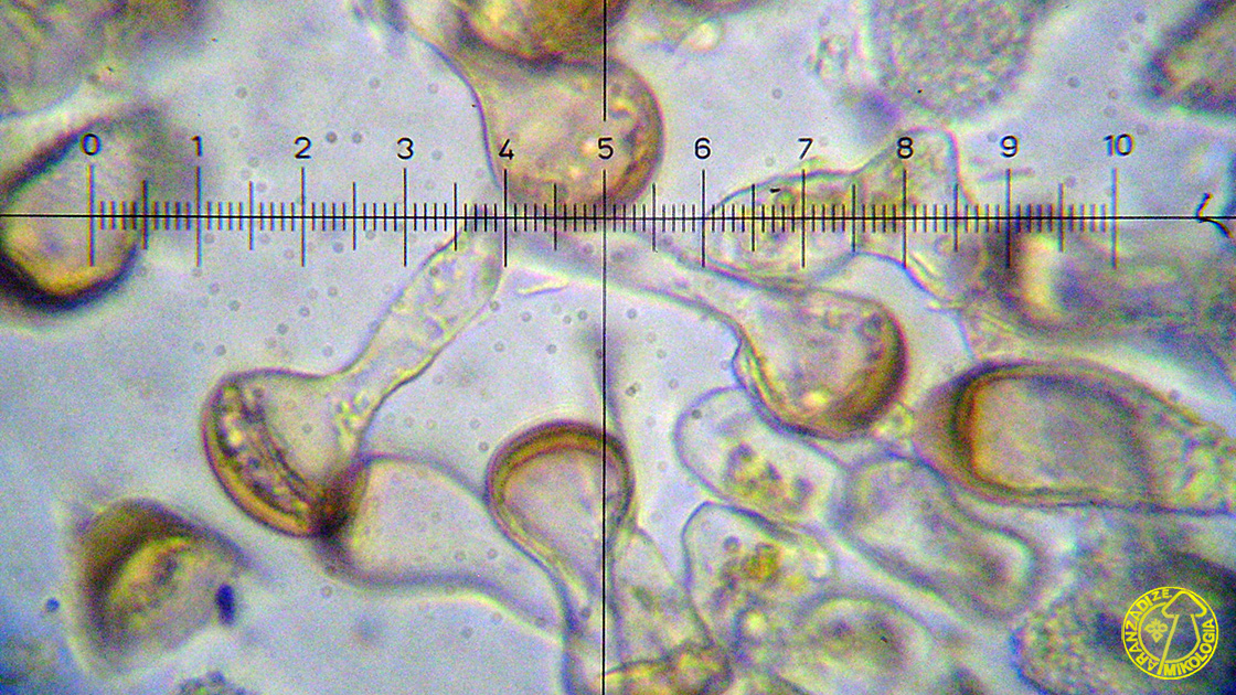 Tranzschelia discolor