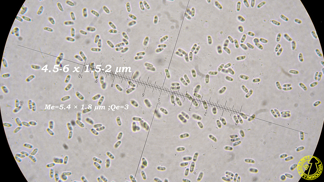 Amylocorticium canadense