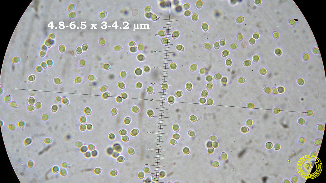 Callistosporium luteo-olivaceum