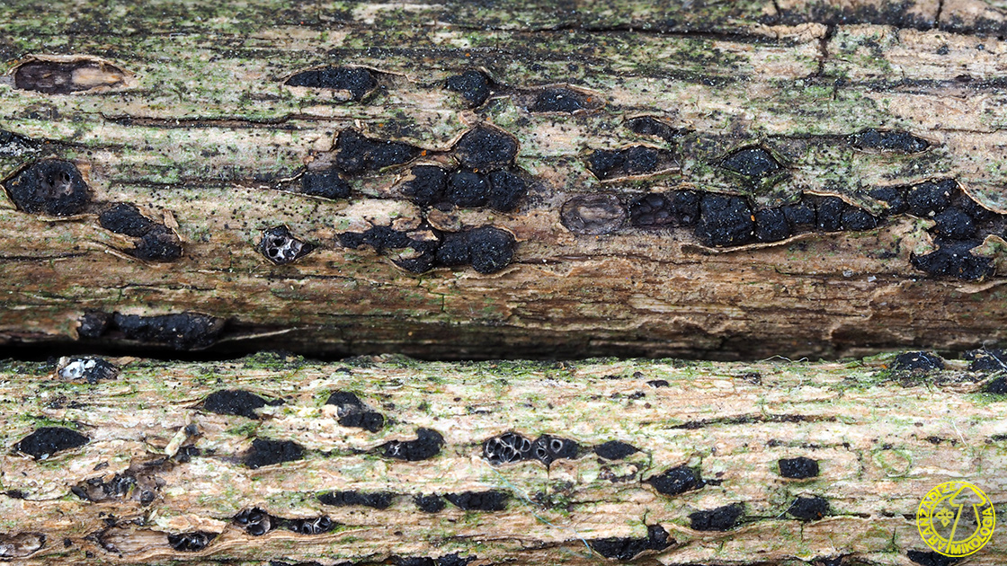 Eutypella leprosa