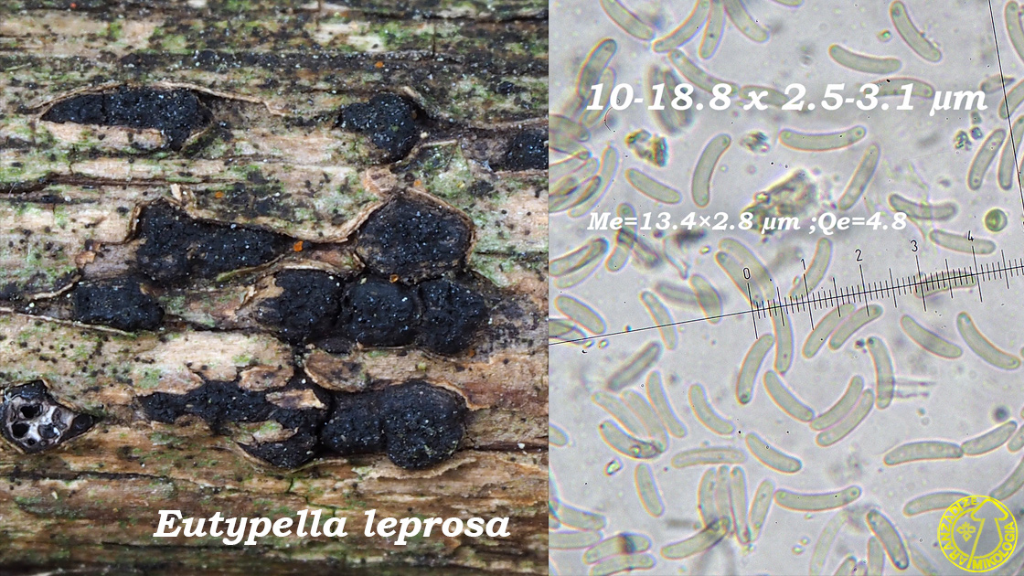 Eutypella leprosa