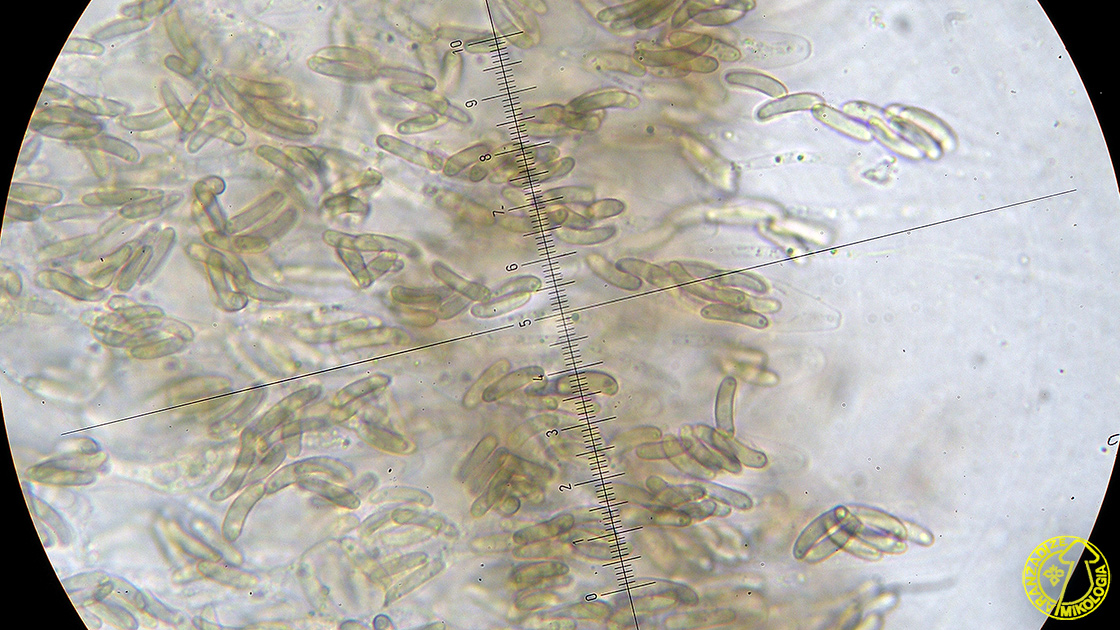 Eutypella leprosa