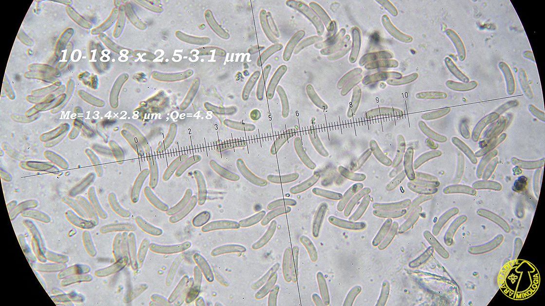 Eutypella leprosa