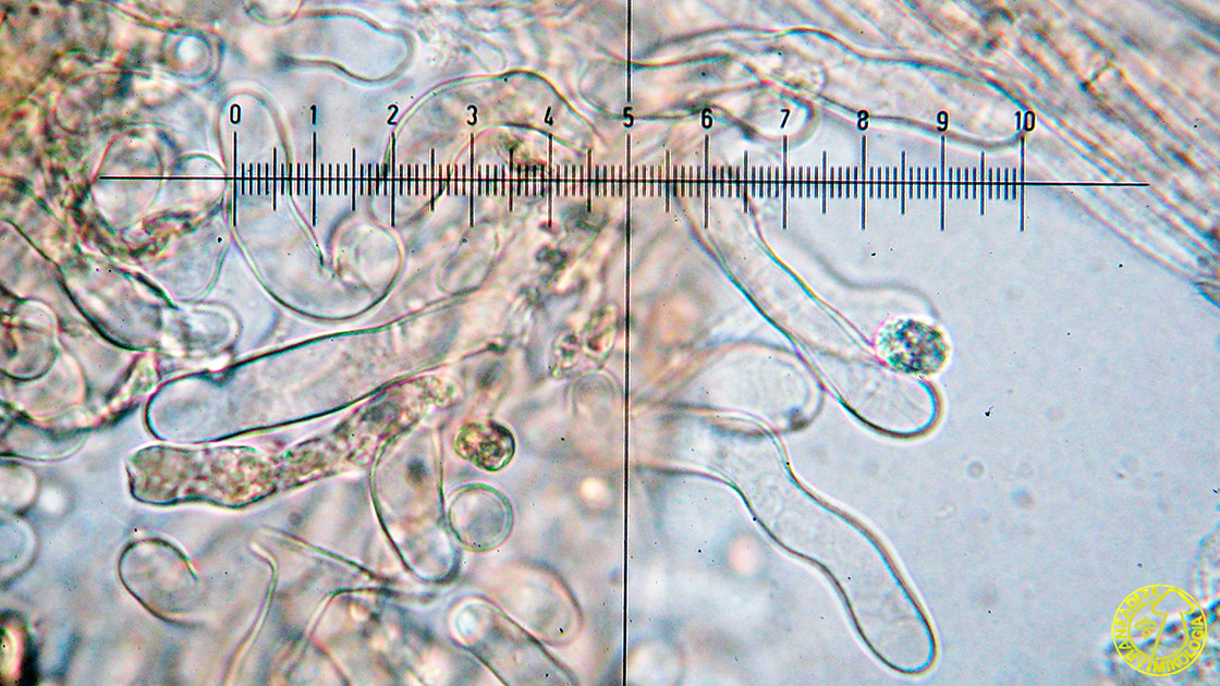 Laccaria bicolor