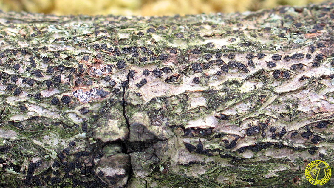 Paraeutypella citricola