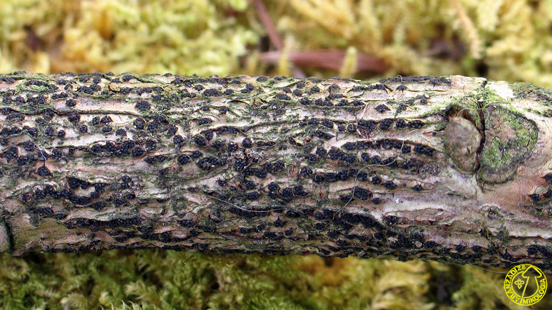 Paraeutypella citricola
