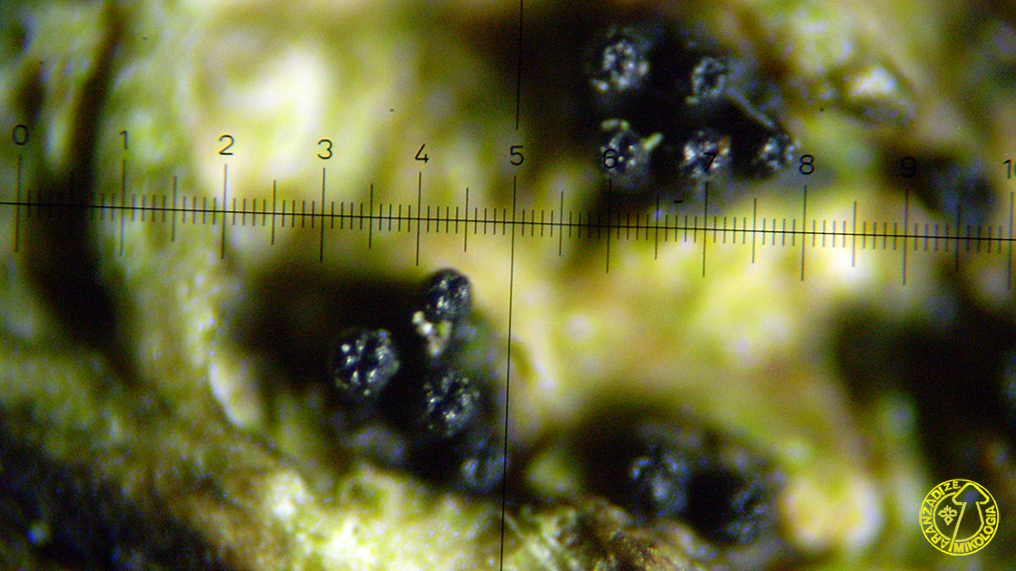 Paraeutypella citricola