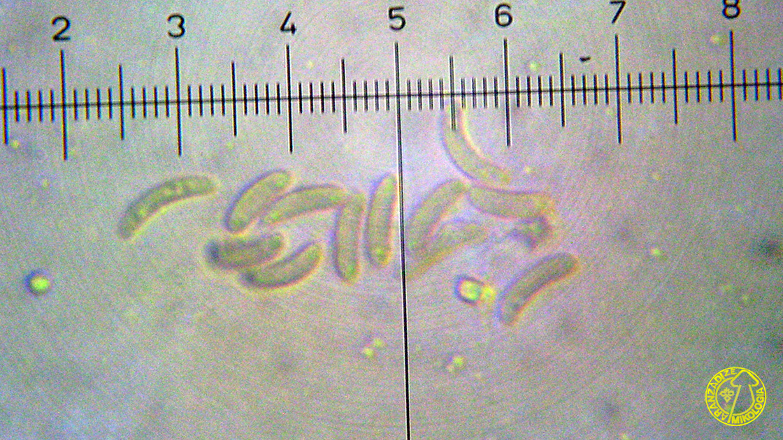 Paraeutypella citricola