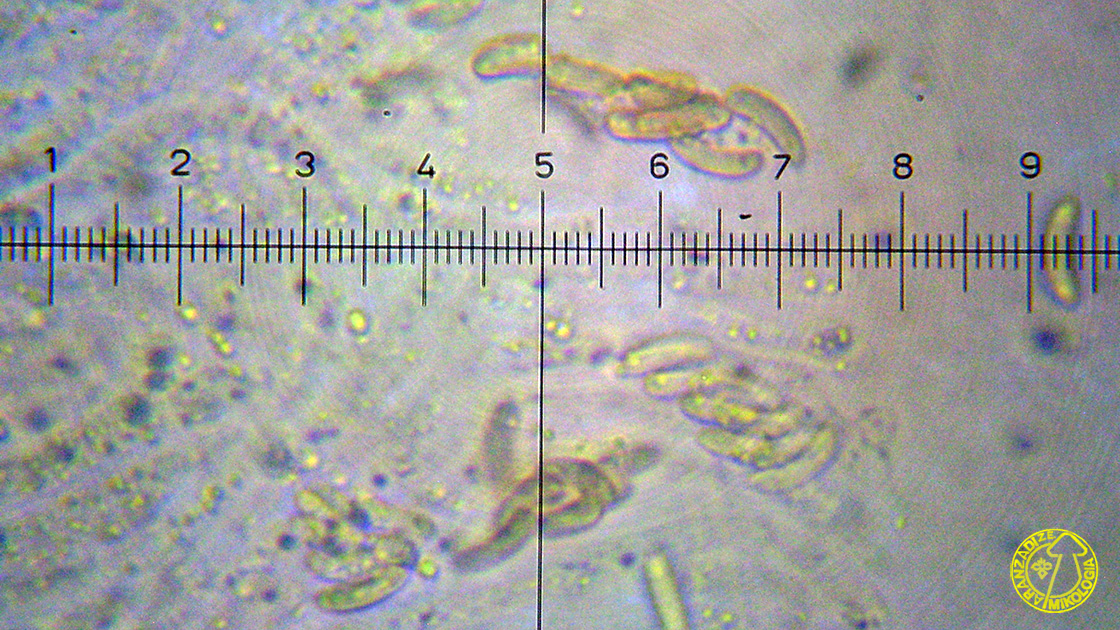 Paraeutypella citricola