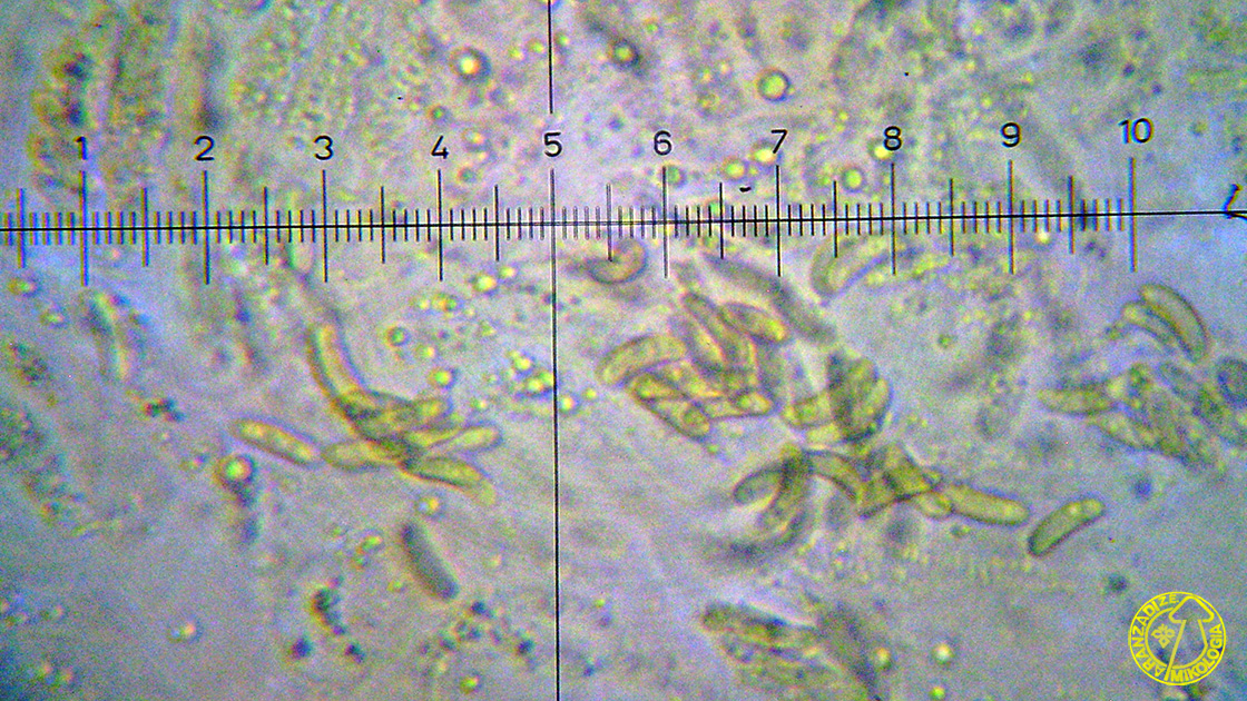 Paraeutypella citricola