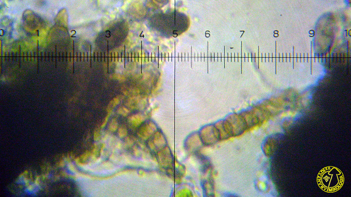 Paraeutypella citricola