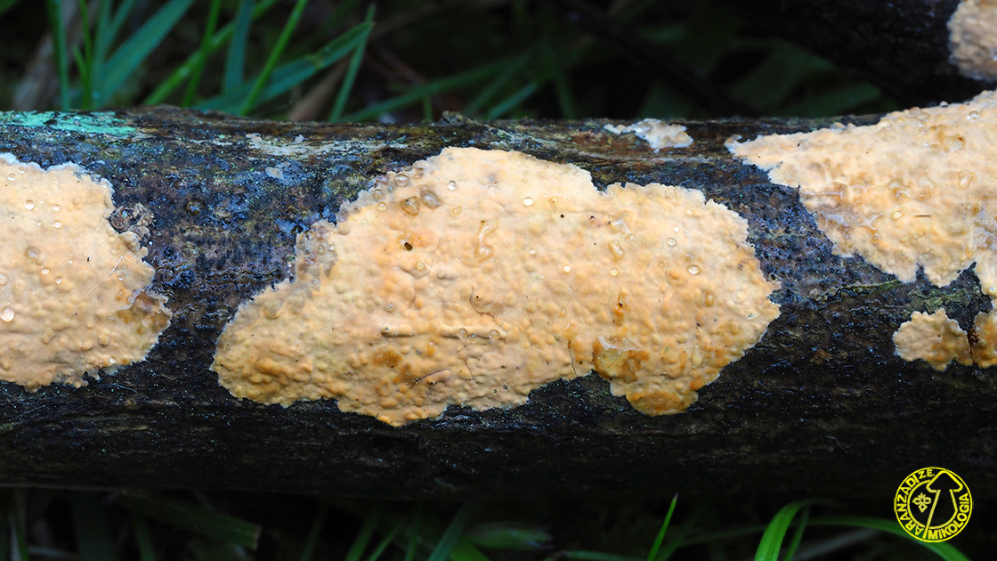 Peniophora pseudoversicolor