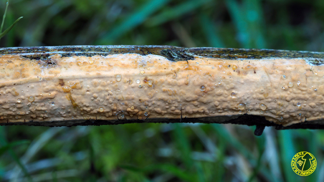 Peniophora pseudoversicolor