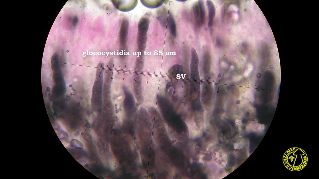 Peniophora pseudoversicolor