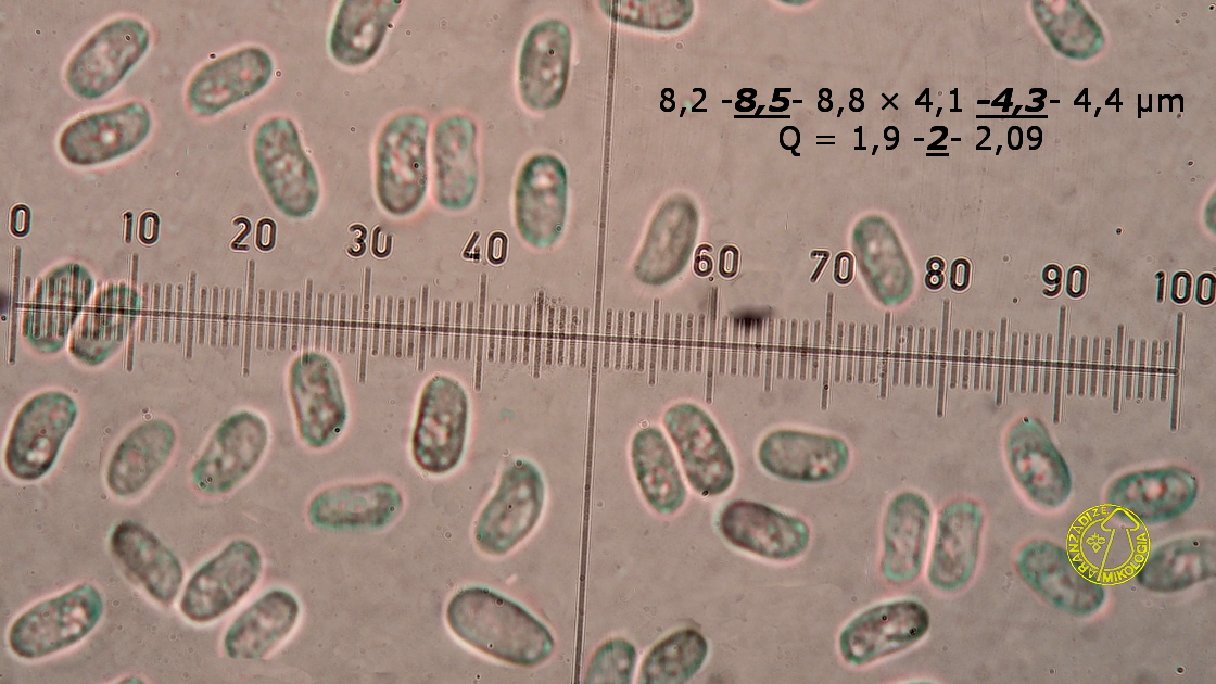 Peniophora pseudoversicolor