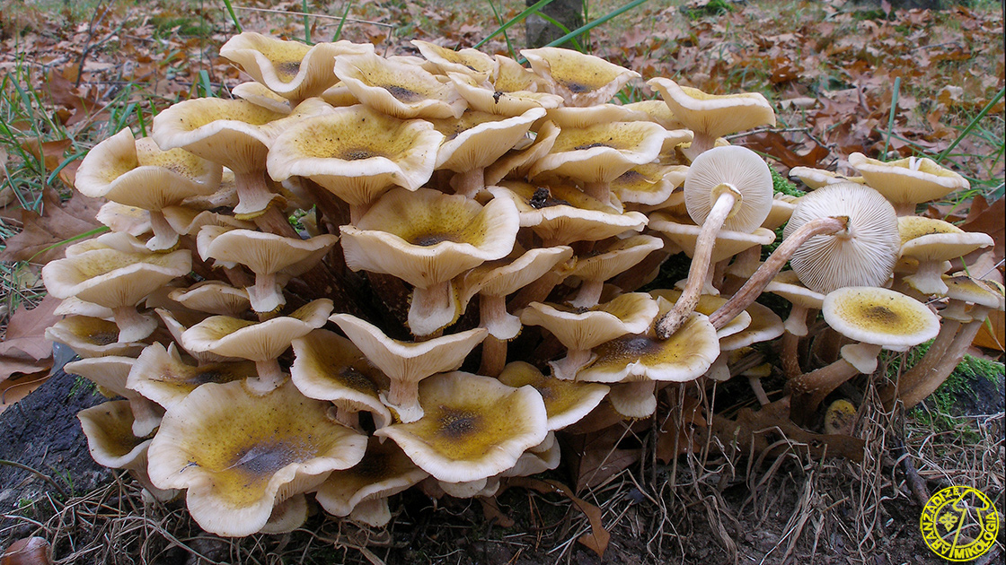 Armillaria mellea