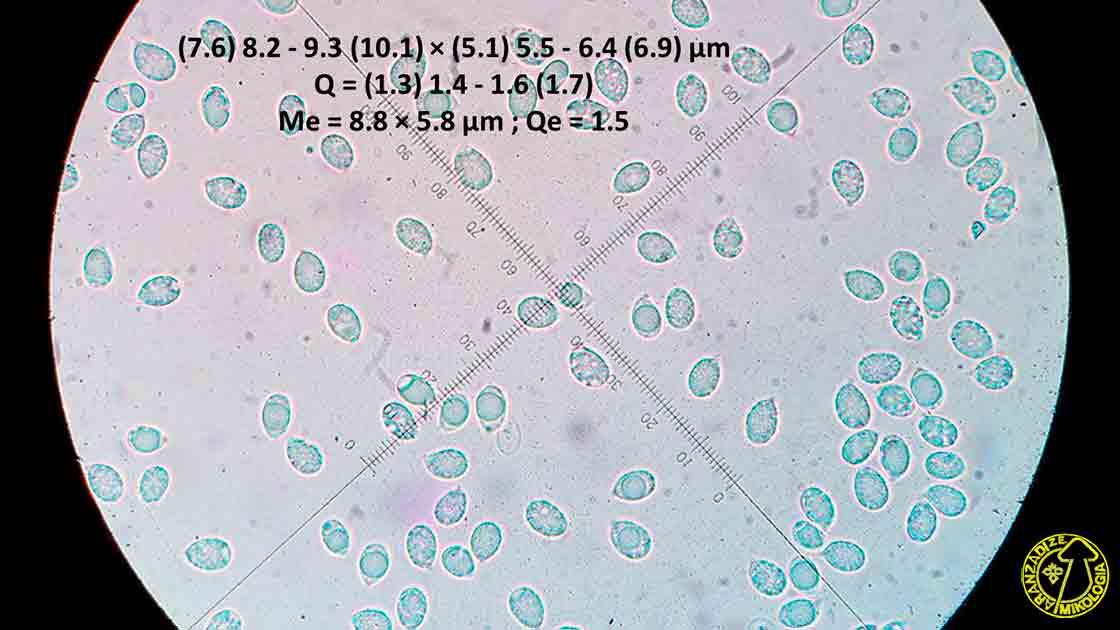Camarophyllus russocoriaceus