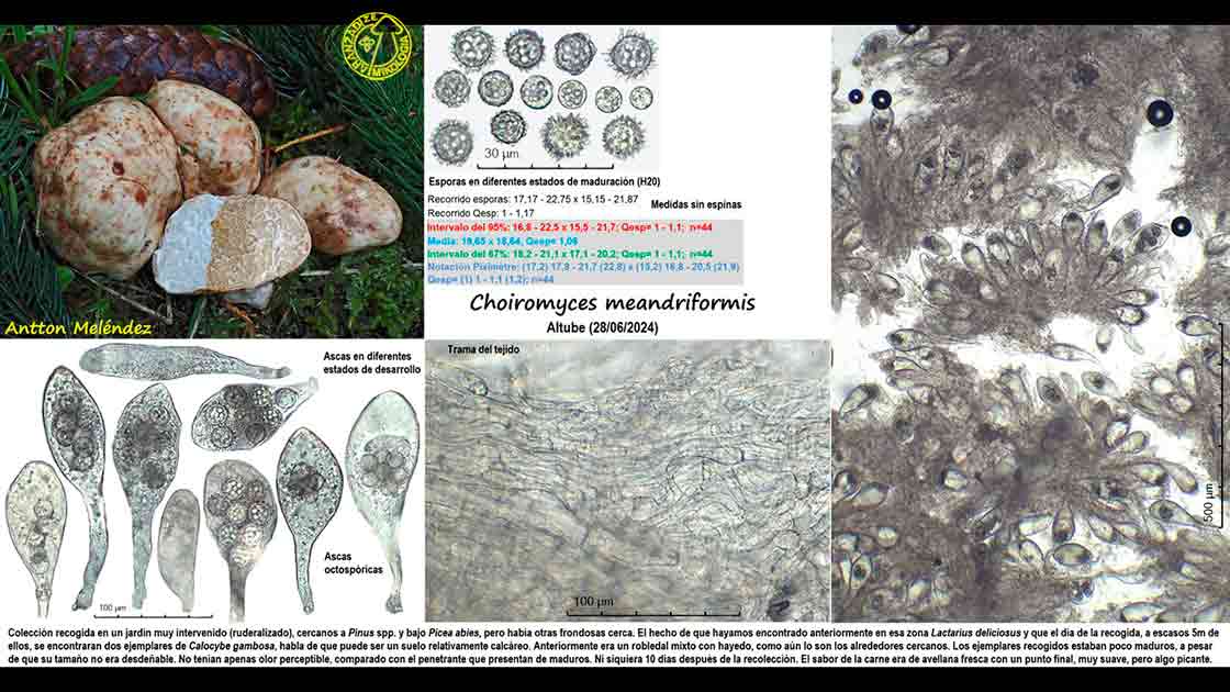 Choiromyces meandriformis